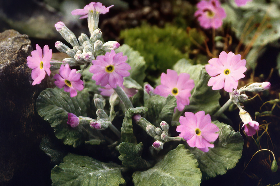 Primula frondosa en fleurs sur des pentes humides des Balkans